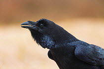 Raven (Corvus corax) portrait. Spain. October 2018.