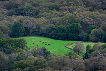 Landscape with herd of cattle, Soba Valley, Valles Pasiegos, Cantabria, Spain. October 2018.