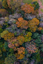 Aerial view of canopy of evergreen Holm Oak (Quercus ilex) forest, with other deciduous oak species. Tarrueza, Liendo Valley, Cantabria, Spain, December
