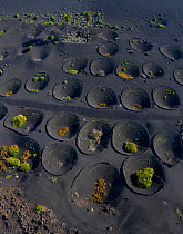Aerial view of abandoned vineyard where plants were cultivated in volcanic soil which captures moisture and surrounded by walls which protect the plants from wind, La Geria, Lanzarote Island, Canary I...