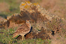 Stone curlew (Burhinus oedicnemus) standing among volcanic rocks in steppe scrubland at dawn, Teguise Plain, Lanzarote, Canary Islands, February.