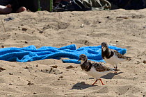 Two Ruddy turnstones (Arenaria interpres) foraging on a sandy beach close to beach toweels and tourists, Costa de Papagayo, Lanzarote, Canary Islands, February.