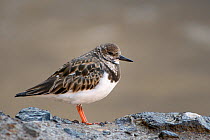 Ruddy turnstone (Arenaria interpres) roosting on volcanic rock behind a beach at high tide, Costa de Papagayo, Lanzarote, Canary Islands, February.