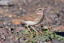 Berthelot&#39;s pipit (Anthus berthelotii berthelotii), endemic to Atlantic islands, foraging on a volcanic beach, Lanzarote, Canary Islands, February.