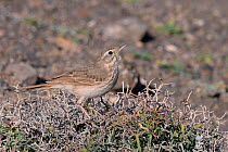 Berthelot&#39;s pipit (Anthus berthelotii berthelotii), endemic to Atlantic islands, perched in a spiny bush, Lanzarote, Canary Islands, February.