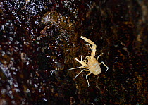 Blind albino cave crab / Squat lobster (Munidopsis polymorpha), a species endemic to Lanzarote, grazing on rocks at the water&#39;s edge in a lava tube flooded with seawater, Jameos del Agua, Lanzarot...