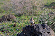 Lesser short-toed lark (Calandrella rufescens) perched on a rock in steppe grassland, Teguise Plain, Lanzarote Canary Islands, February.