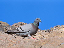 Wild rock dove / Rock pigeon (Columba livia) walking on coastal cliff, Costa de Papagayo, Lanzarote, Canary Islands, February.