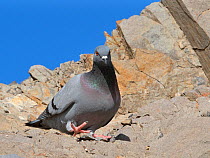 Wild rock dove / Rock pigeon (Columba livia) walking on coastal cliff, Costa de Papagayo, Lanzarote, Canary Islands, February.