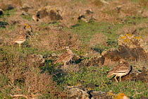 Stone curlews (Burhinus oedicnemus) group of four standing among volcanic rocks in steppe scrubland at dawn, Teguise Plain, Lanzarote, Canary Islands, February.