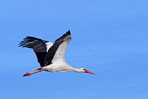White stork (Ciconia ciconia) in flight against a blue sky, near Iisaku, Ida-Viru county, Estonia, April.
