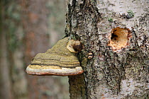 Horse&#39;s hoof / Tinder fungus (Fomes fomentarius) growing on a rotten Downy birch (Betula pubescens) tree trunk which a woodpecker has drilled a hole into, Muraka Forest reserve, Estonia, April