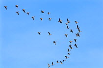 Migrating flock of Greater white-fronted geese (Anser albifrons) flying overhead, Lake Peipsi, Estonia, April.