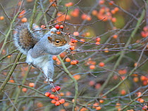 Grey squirrel (Sciurus carolinensis) reaching for Crab apple (Malus sylvestris) to eat, Wiltshire garden, UK, December.