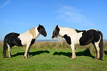 Two Welsh cobs (Equus caballus) standing on grassalnd, Llanrhidian Marshes, The Gower Peninsula, Wales, UK, October.