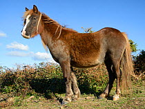 Welsh mountain pony (Equus caballus) standing in heathland, The Gower Peninsula, Wales, UK, October.