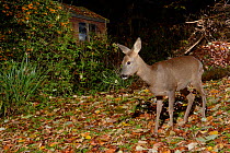 Roe deer (Capreolus capreolus) doe standing in garden near shed at night, Wiltshire, UK, October. Photographed with remote camera trap.
