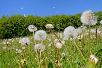 Dandelion (Taraxacum officinale) seeds dispersing on the wind in hay meadow, Wiltshire, UK, May.