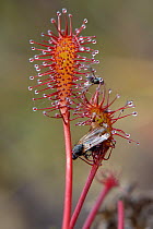 Small flies trapped by the sticky hairs of an Oblong-leaved / Long-leaved sundew (Drosera intermedia), Godlingston Heath, Dorset, UK, July.