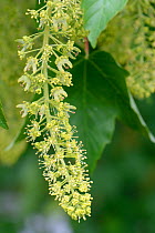 Sycamore tree (Acer pseudoplatanus) flowers, Wiltshire, UK, May.