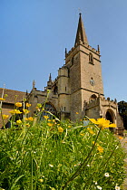 Common buttercups (Ranunculus acris) flowering in churchyard, Lacock, Wiltshire, UK, May.
