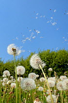 Dandelion (Taraxacum officinale) seeds dispersing on the wind in hay meadow, Wiltshire, UK, May.