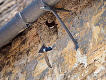 House martin (Delichon urbicum) flying from its mud nest under the eaves of cottage, Lacock, Wiltshire, UK, May.
