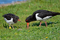 Oystercatcher (Haematopus ostralegus) chick watching and waiting to be fed by parent as it forages for invertebrate food on the grassy margins of lake, Gloucestershire, UK, June.