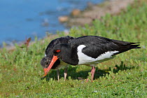 Oystercatcher (Haematopus ostralegus) passing small Earthworm (Lumbricus terrestris) it has caught on the grassy margins of lake to its developing chick, Gloucestershire, UK, June.