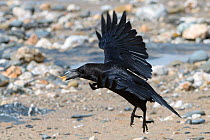 Raven (Corvus corax) flying off low over pebbly beach with scavenged crisp left by picknickers, Cornwall, UK, April.