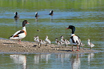 Shelduck (Tadorna tadorna) pair with their brood of young ducklings resting on the margins of lake, Gloucestershire, UK, June.