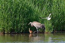 Avocet (Recurvirostra avosetta) harassing Common / Eurasian crane (Grus grus) &#39;Sedge&#39; and her chick near the Avocet&#39;s nest site in marshland pool, Slimbridge, Gloucestershire, UK, June 201...