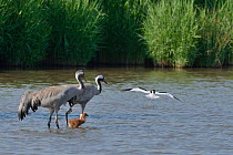 Common / Eurasian crane (Grus grus) pair &#39;Monty&#39; and &#39;Sedge&#39; with their young chick, being mobbed by an aggressive Avocet (Recurvirostra avosetta) for approaching too close to its nest...