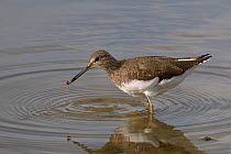 Green sandpiper (Tringa ochropus) with small worm it has caught in shallow freshwater lake, Gloucestershire, UK, August.