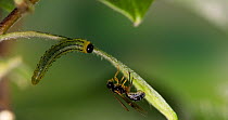 Lesser willow sawfly (Nematus pavidus) larva trying to drive away a parasitic Braconid wasp (Braconidae). Controlled conditions.