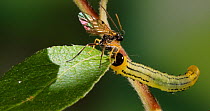 Braconid wasp (Braconidae) trying to lay an egg on a Lesser willow sawfly (Nematus pavidus) larva, which pushes the wasp away with its body. Controlled conditions.
