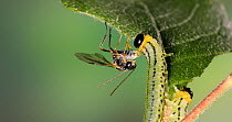 Braconid  wasp (Braconidae) laying an egg on a Lesser willow sawfly (Nematus pavidus) larva. Controlled conditions.