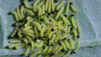 Timelapse of a cluster of Large white butterfly (Pieris brasssicae) eggs hatching over the course of a day, caterpillars begin to feed. Controlled conditions.