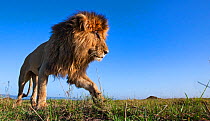Lion (Panthera leo) male walking - remote camera. Masai Mara National Reserve, Kenya.