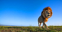 Lion (Panthera leo) male walking, remote camera. Masai Mara National Reserve, Kenya.