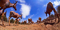 Topi (Damaliscus lunatus jimela) running, remote camera. Masai Mara National Reserve, Kenya..