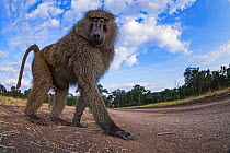 Olive baboon (Papio anubis) male approaching with curiosity - remote camera. Masai Mara National Reserve, Kenya.