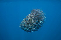 Bait ball of schooling Anchovies (Encrasicholina punctifer), with needlefish / long toms (Belonidae) swimming at top of frame, Kei ( or Kai ) Islands, Moluccas, eastern Indonesia, Banda Sea, Southwest...