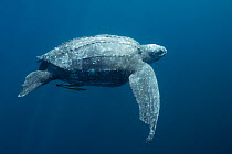 Pacific leatherback sea turtle (Dermochelys coriacea) critically endangered, with shark bites out of front and rear flippers, Kei or Kai Islands, Moluccas, eastern Indonesia, Banda Sea.