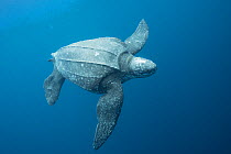 Pacific leatherback sea turtle (Dermochelys coriacea) a critically endangered species, Kei ( or Kai ) Islands, Moluccas, eastern Indonesia, Banda Sea, Southwest Pacific Ocean