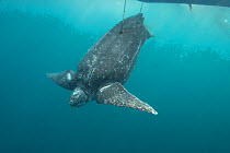 Leatherback sea turtle (Dermochelys coriacea) restrained by two harpoon lines bleeds after being clubbed over the head by traditional subsistence hunters; Kei ( or Kai ) Islands, Moluccas, eastern Ind...