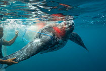 Traditional subsistence hunters tie a line around a harpooned Leatherback sea turtle, (Dermochelys coriacea) Kei / Kai Islands, Moluccas, eastern Indonesia, Banda Sea, Southwest Pacific Ocean