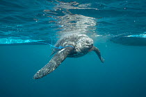 Leatherback sea turtle (Dermochelys coriacea) is pulled back to the boat after being harpooned by traditional subsistence hunters, Kei ( or Kai ) Islands, Moluccas, eastern Indonesia, Banda Sea, South...