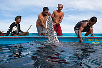 Traditional subsistence hunters struggle to subdue a harpooned Pacific leatherback sea turtle, (Dermochelys coriacea) a Critically Endangered species, Kei (or Kai) Islands, Moluccas, eastern Indonesia...