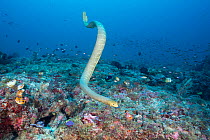 Olive sea snake (Aipysurus laevis) on seamount, Kei Islands, Moluccas, eastern Indonesia, Banda Sea, Southwest Pacific Ocean